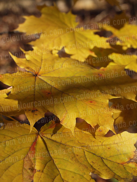 Maple Leaves Close Up | Cheap Stock Photo