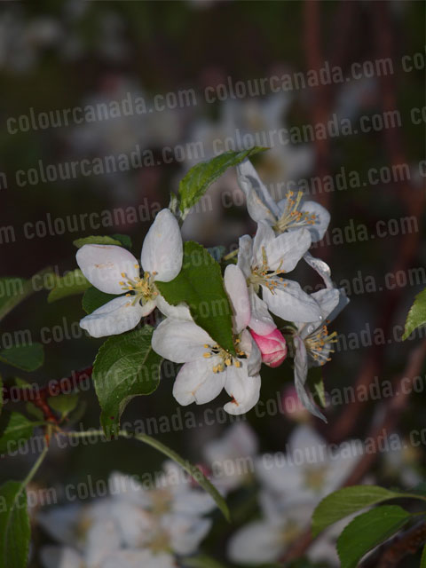 Mock Orange Blossom Evening | Cheap High Resolution Stock Photo