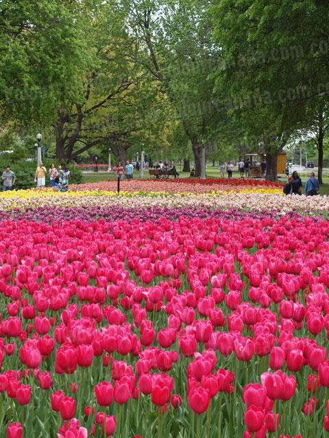 Multi Coloured Tulips | Cheap High Resolution Stock Photo