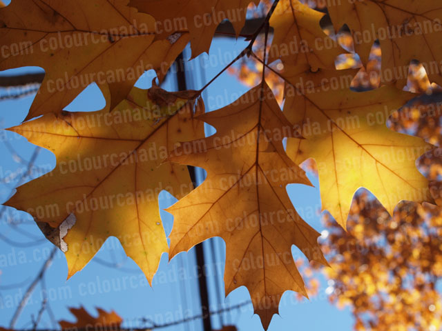 Oak Leaves In The Fall (2) | Cheap Stock Photo