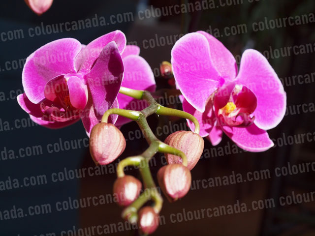 Orchids (1) Pink Blooms | Cheap Stock Photo