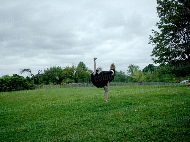 Ostrich in a Field | Cheap Stock Photo