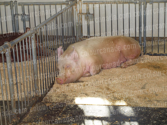 Pig (1) Large Pink Pig in Pen | Cheap Stock Photo