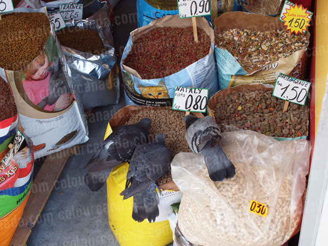 Pigeons Eating from a Pet Food Stand | Cheap Stock Photo