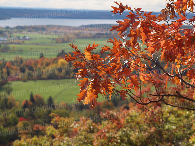 Red Oak Leaves | Cheap Stock Photo