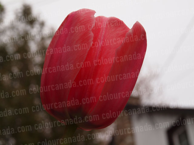 Red Tulip Close Up | Cheap Stock Photo