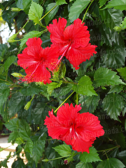 Roatan Flowers (2) Red Tropical Hibiscus | Cheap Stock Photo