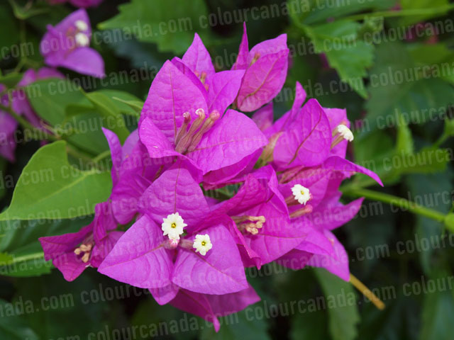 Roatan Flowers (3) Pink Bougainvillea | Cheap Stock Photo