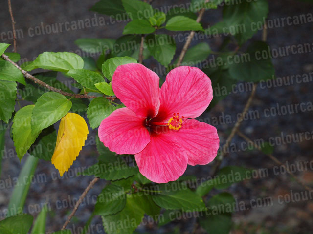 Roatan Flowers (4) Tropical Red Hibiscus | Cheap Stock Photo