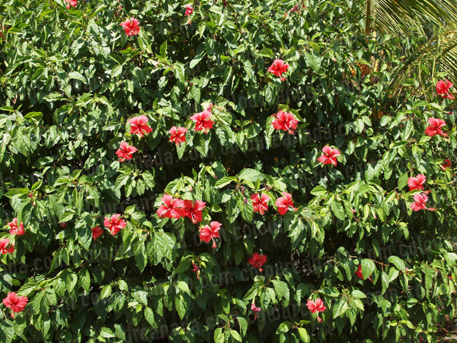 Roatan Flowers (5) Red Hibiscus | Cheap Stock Photo