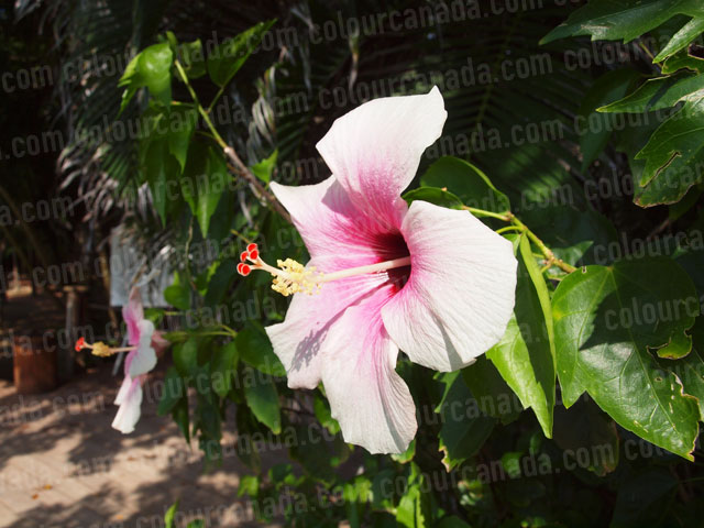 Roatan Flowers (6) Tropical Pink Hibiscus | Cheap Stock Photo