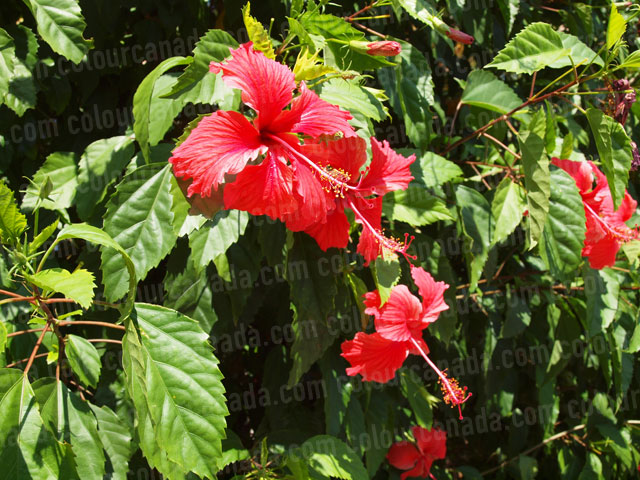 Roatan Flowers (7) Tropical Red | Cheap Stock Photo