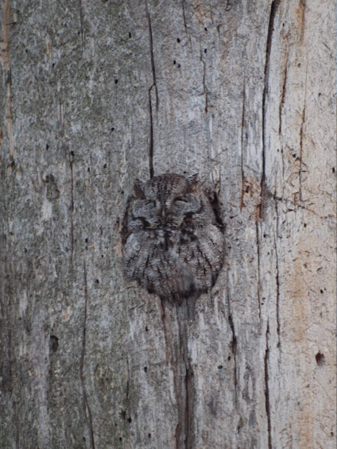 Screech Owl (1) | Cheap Stock Photo