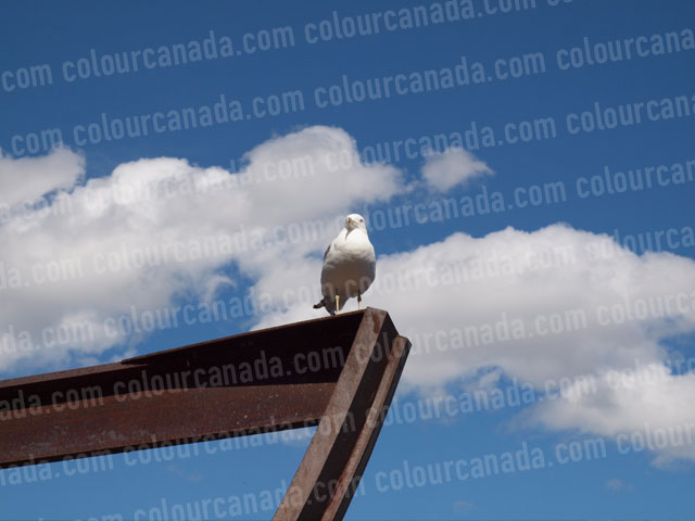 Seagull on Iron Rail (3) | Cheap Stock Photo
