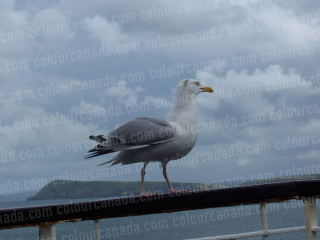 Close up of a Sea Gull on a Ship's Rail | Cheap Stock Photo