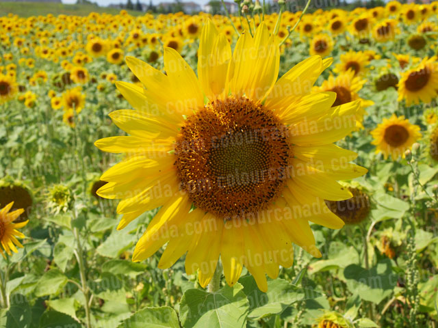 Sunflowers (10) | Cheap Stock Photo