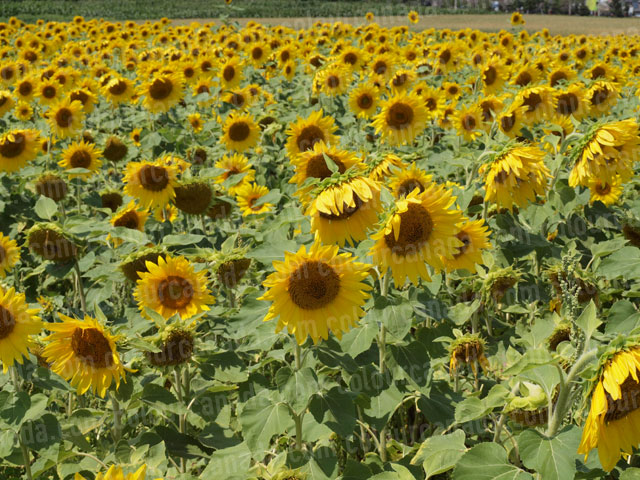 Sunflowers (11) | Cheap Stock Photo