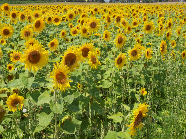Sunflowers (3) | Cheap Stock Photo