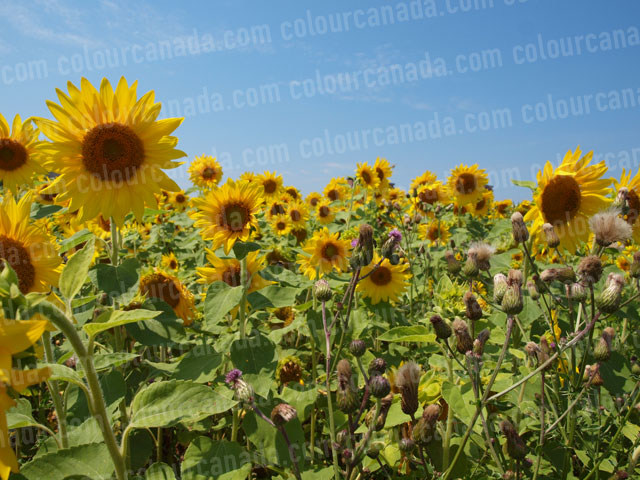 Sunflowers (4) | Cheap Stock Photo