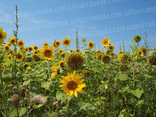 Sunflowers (5) | Cheap Stock Photo