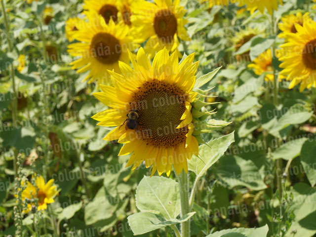 Sunflowers (6) With Bee | Cheap Stock Photo