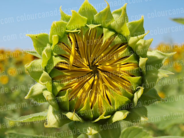 Sunflowers (7) | Cheap Stock Photo