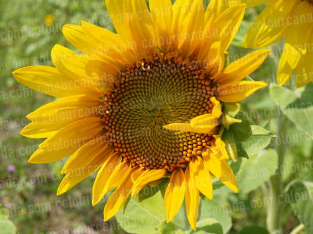 Sunflowers (8) | Cheap Stock Photo