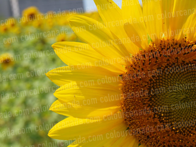 Sunflwers (9) | Cheap Stock Photo