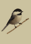 new brunswick's bird