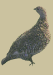 nunavut's bird