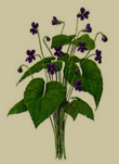 new brunswick's flower