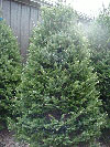 new brunswick's tree