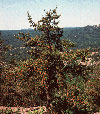 northwest territories tree