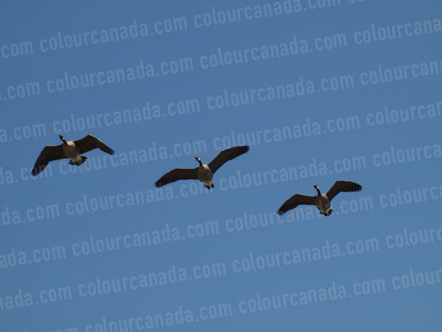 Three Canada Geese Flying | Cheap Stock Photo