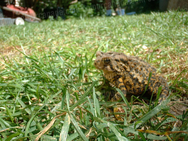 Toad in the Grass | Cheap Stock Photo