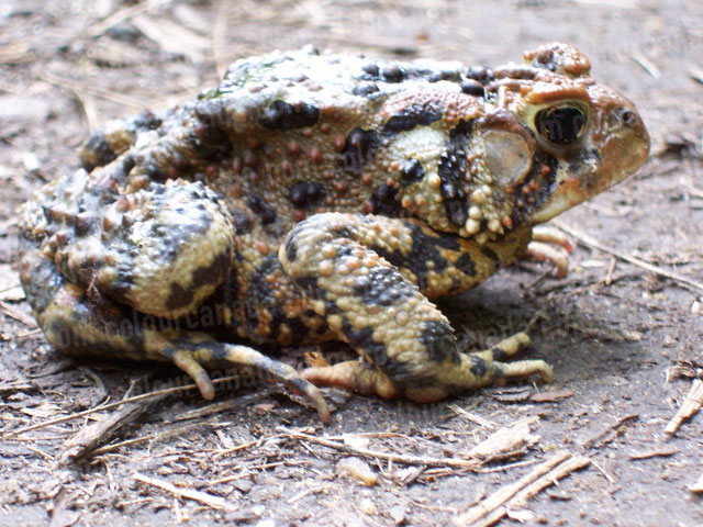 Close up of a Toad | Cheap Stock Photo