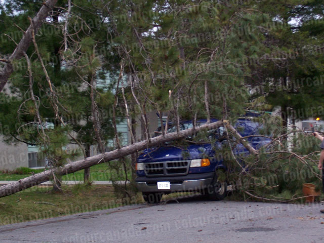 Blue Van with Fallen Tree | Cheap Stock Photo