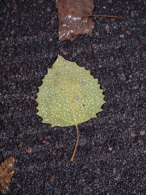 Wet Leaf on Road | Cheap Stock Photo