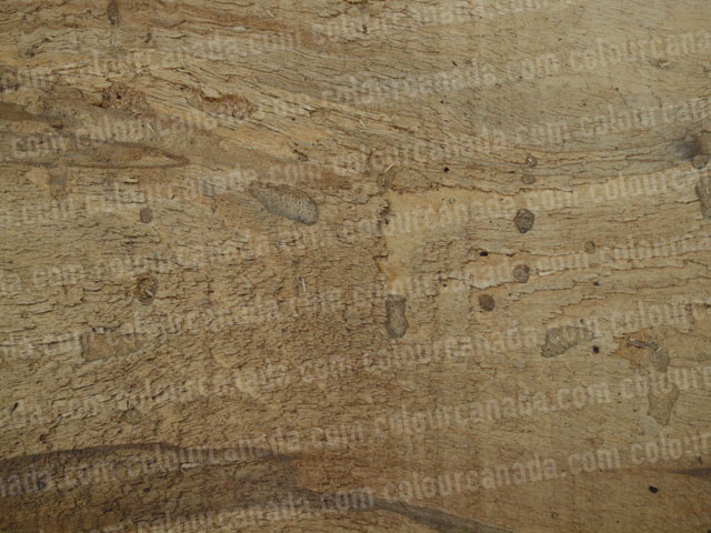 Wood Texture (1) | Cheap Stock Photo