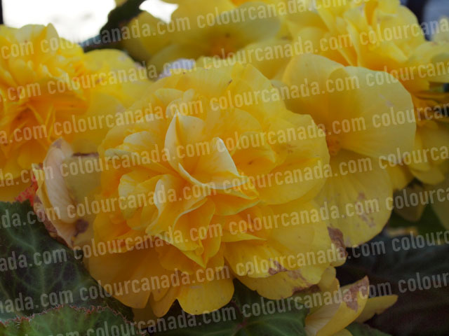 Yellow Flowers (1) | Cheap Stock Photo