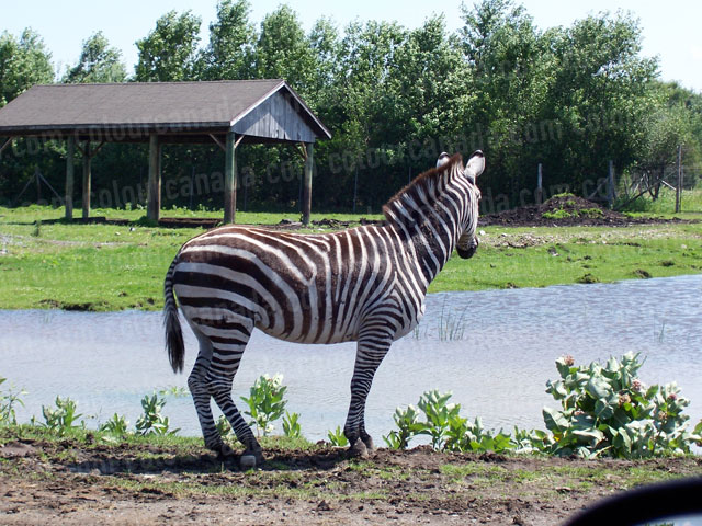 Zebra by a Lake | Cheap Stock Photo